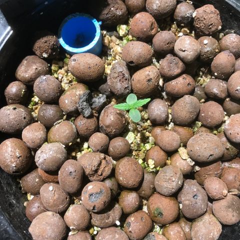 Fuego growlog timeline photo