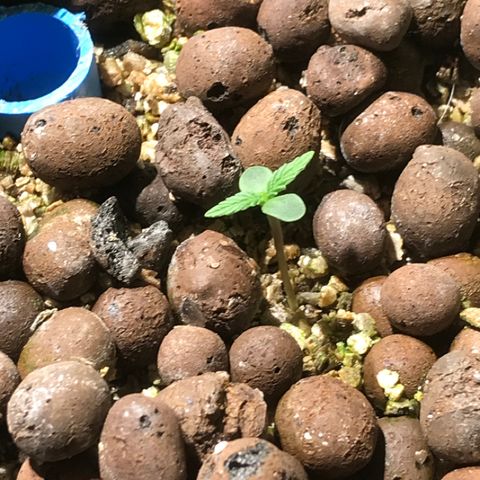 Fuego growlog timeline photo