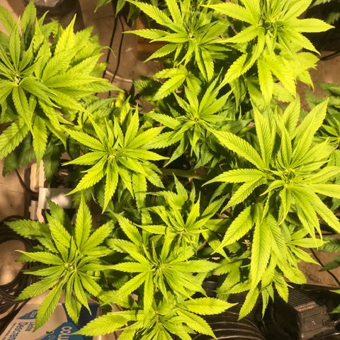 Limona growlog timeline photo