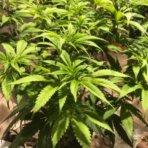 Limona growlog timeline photo