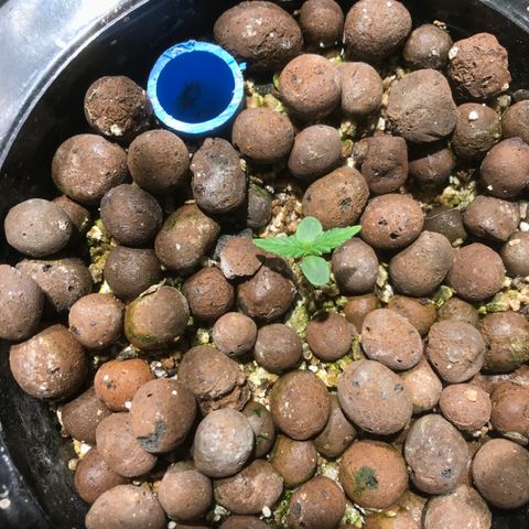 Fuego growlog timeline photo