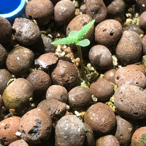 Fuego growlog timeline photo
