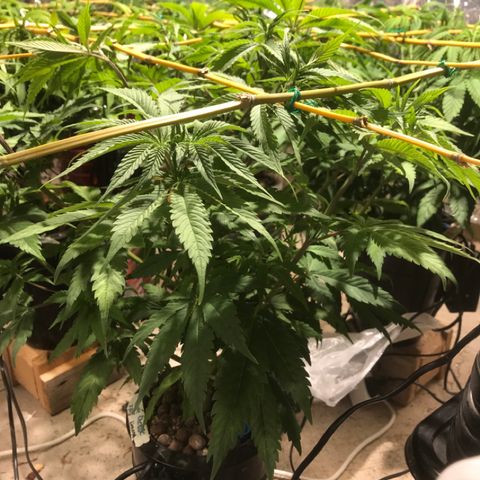 Limona growlog timeline photo
