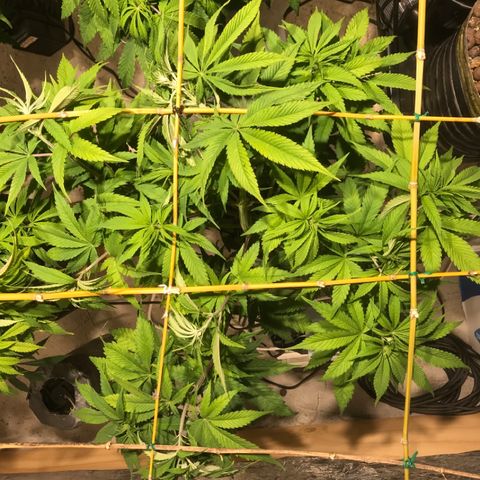 Limona growlog timeline photo
