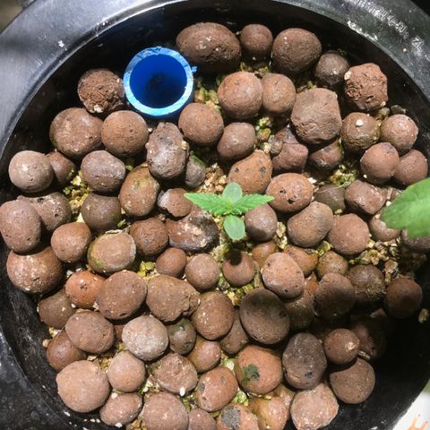 Fuego growlog timeline photo