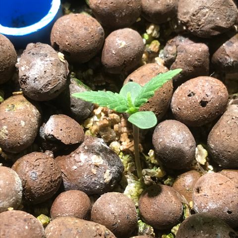 Fuego growlog timeline photo