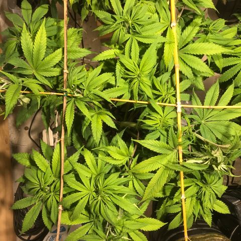 Limona growlog timeline photo