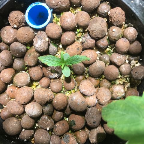 Fuego growlog timeline photo