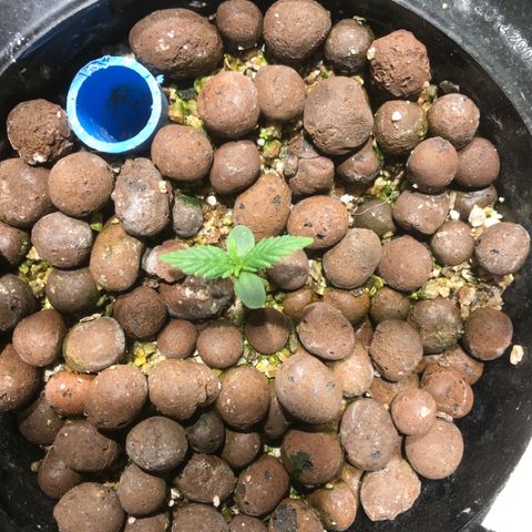 Fuego growlog timeline photo