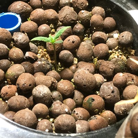 Fuego growlog timeline photo