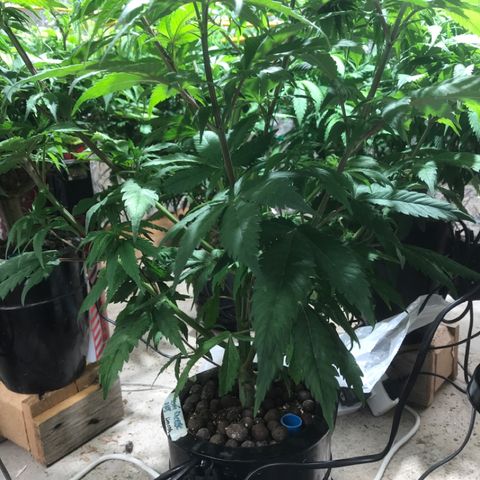 Limona growlog timeline photo