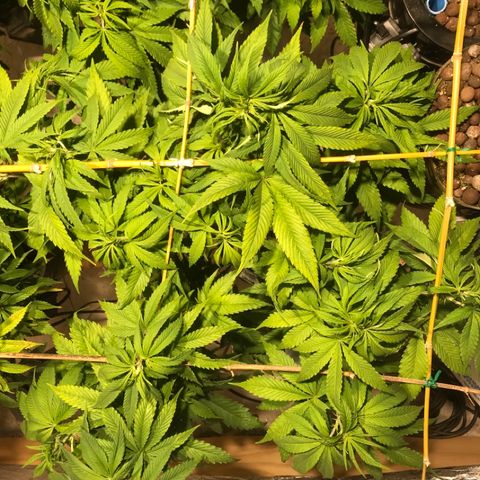 Limona growlog timeline photo
