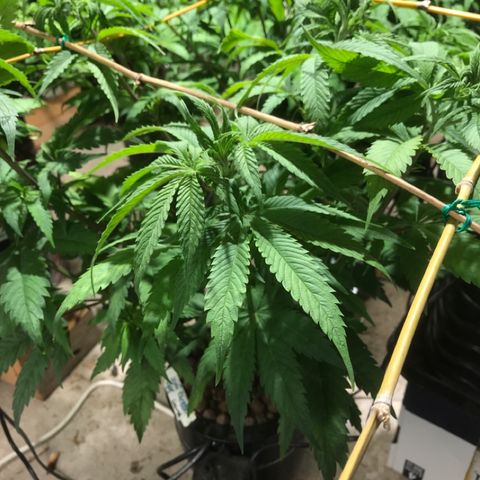 Limona growlog timeline photo