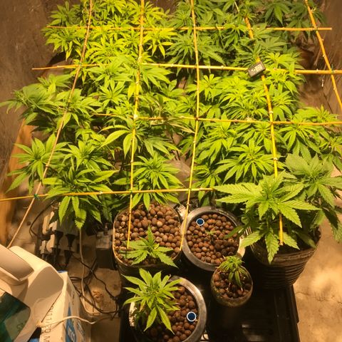 Limona growlog timeline photo