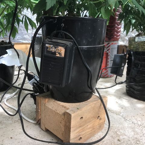 Limona growlog timeline photo