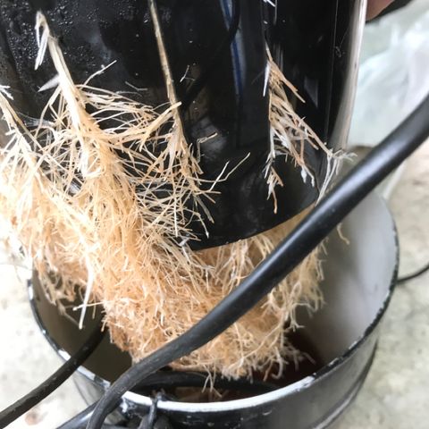 Limona growlog timeline photo