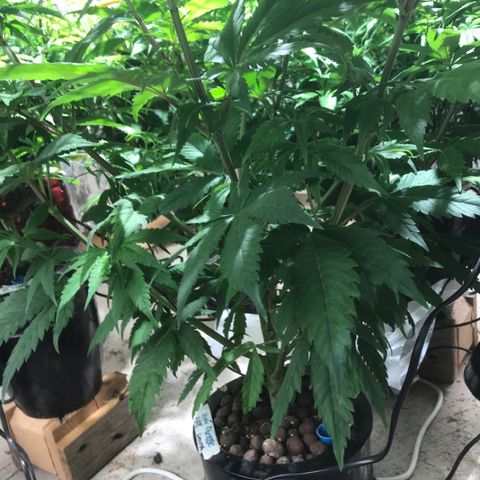 Limona growlog timeline photo