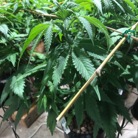 Limona growlog timeline photo