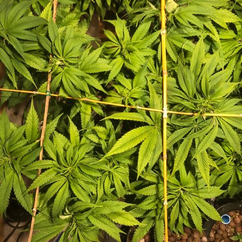 Limona growlog timeline photo