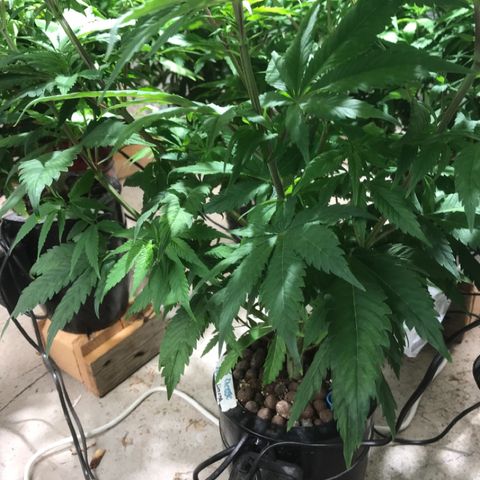 Limona growlog timeline photo