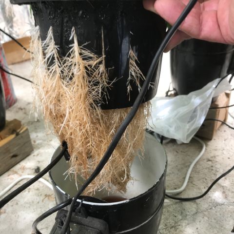 Limona growlog timeline photo