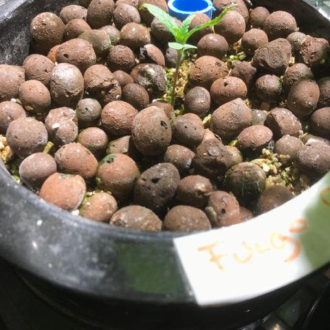 Fuego growlog timeline photo