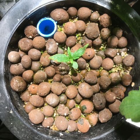 Fuego growlog timeline photo