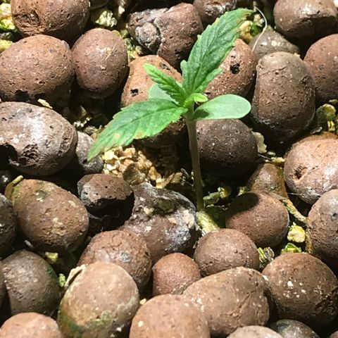 Fuego growlog timeline photo