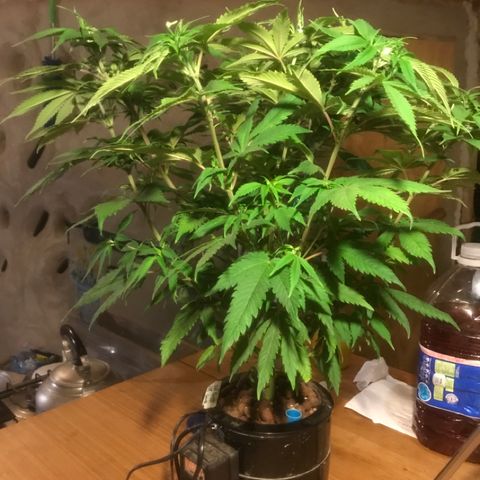 Limona growlog timeline photo