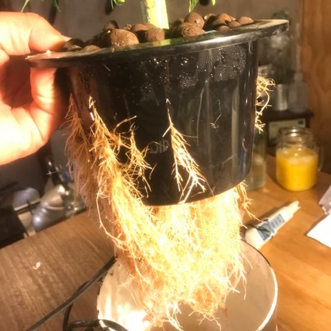 Limona growlog timeline photo