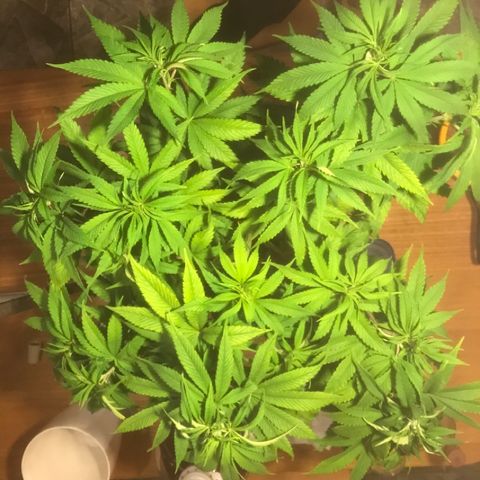 Limona growlog timeline photo