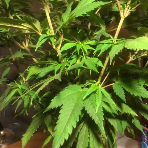 Limona growlog timeline photo