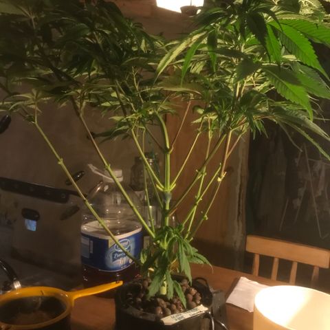 Limona growlog timeline photo