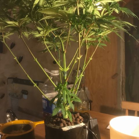 Limona growlog timeline photo