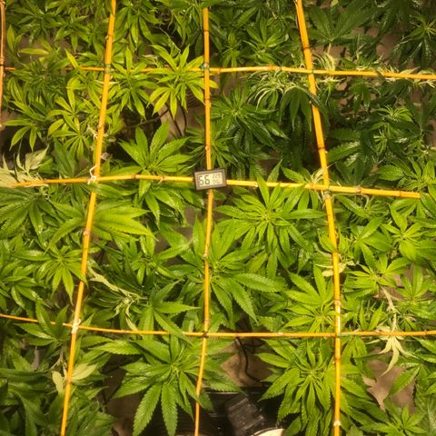Limona growlog timeline photo