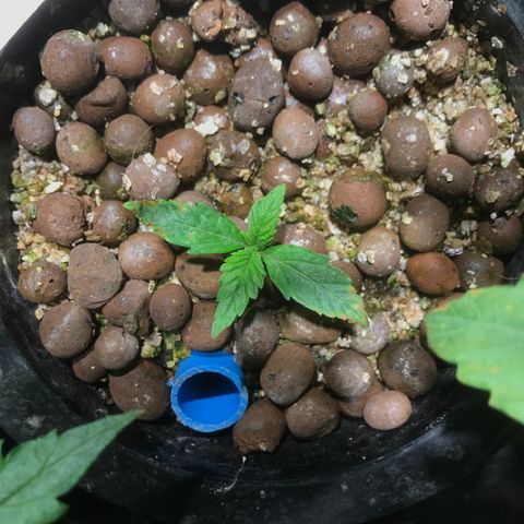 Fuego growlog timeline photo