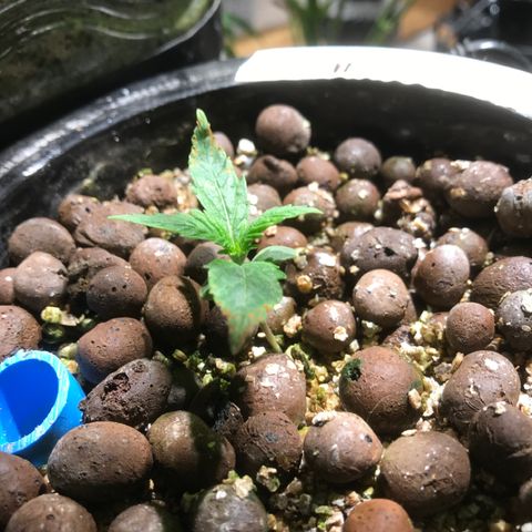 Fuego growlog timeline photo