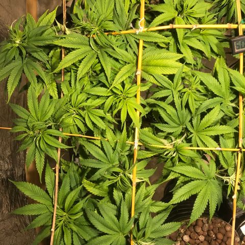 Limona growlog timeline photo