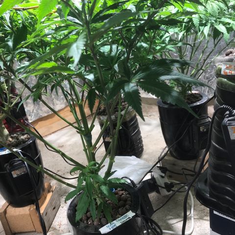 Limona growlog timeline photo