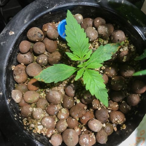 Fuego growlog timeline photo