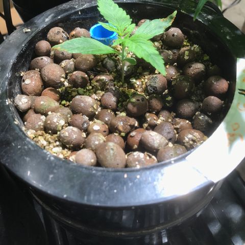 Fuego growlog timeline photo