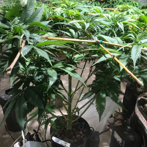 Limona growlog timeline photo