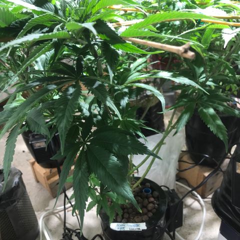 Limona growlog timeline photo