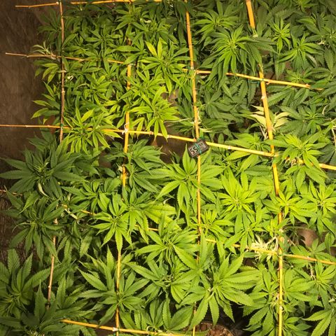 Limona growlog timeline photo