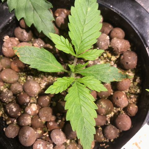 Fuego growlog timeline photo