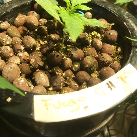 Fuego growlog timeline photo