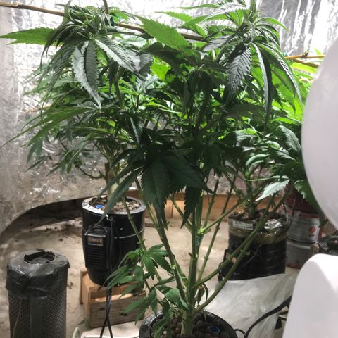 Limona growlog timeline photo