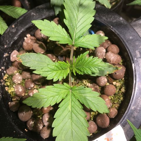 Fuego growlog timeline photo