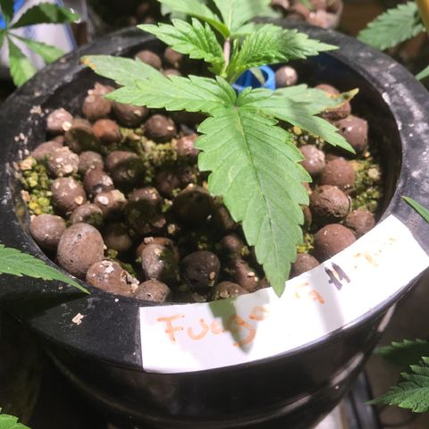 Fuego growlog timeline photo