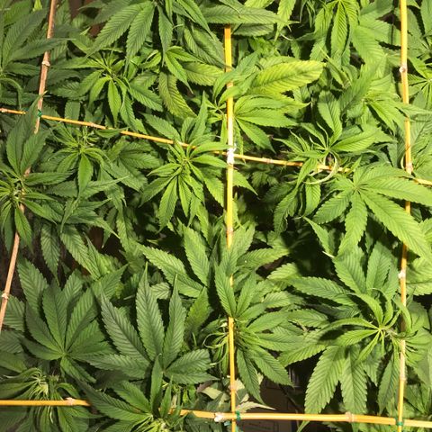 Limona growlog timeline photo